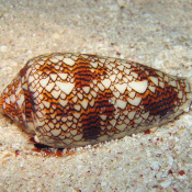 Cone Snail