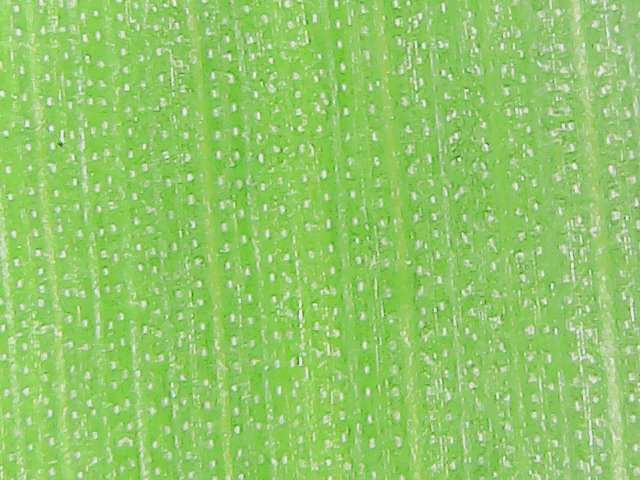 A leaf image showing lighter-coloured stomata